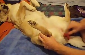 Zoofilia miễn phí với một phim khiêu dâm handjob thú vị ở đây